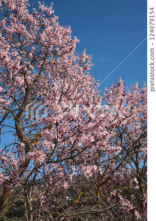 Almond blossoms on a branch Almond blossoms on a branch 124079154