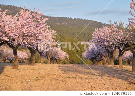 almond tree field during the flowering period almond tree field during the flowering period 124079155
