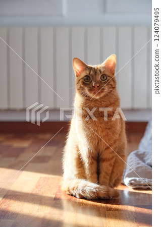 portrait of a young red-haired cat portrait of a young red-haired cat 124079495