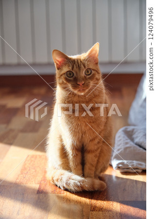 portrait of a young red-haired cat portrait of a young red-haired cat 124079496