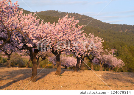 almond tree field during the flowering period almond tree field during the flowering period 124079514