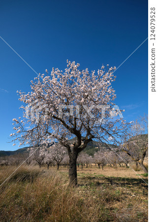 almond tree field during the flowering period almond tree field during the flowering period 124079528