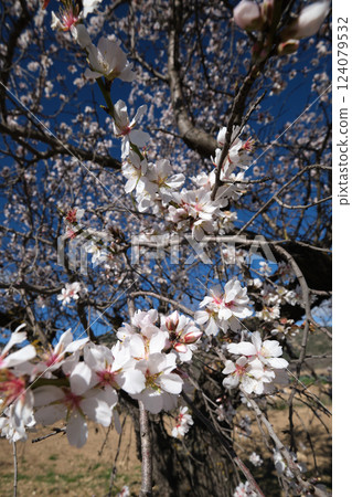 Almond blossoms on a branch 124079532