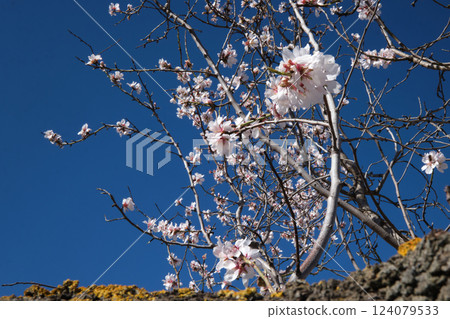 Almond blossoms on a branch Almond blossoms on a branch 124079533