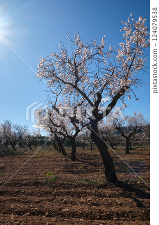 almond tree field during the flowering period almond tree field during the flowering period 124079538