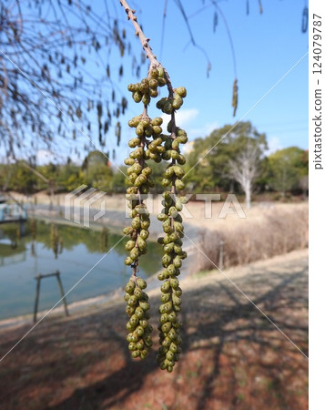 沼澤雪松（Numasugi），又稱雨松（Taxodium distichum），雄花處於花蕾狀態 124079787