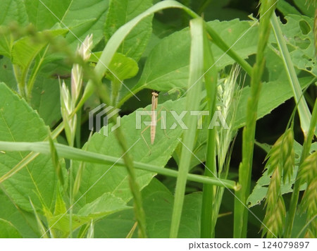 Mantis larva 124079897