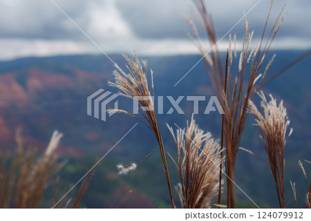 Tall grass stalks sway in the foreground, with Waimea Canyon's red and green hues visible under a cloudy sky on Kauai Island, Hawaii. Tall grass stalks sway in the foreground, with Waimea Canyon's red and green hues visible under a cloudy sky on Kauai Island, Hawaii. 124079912