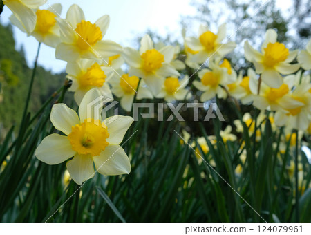 Daffodils bloom in winter and have a lovely scent, but beware they are poisonous 124079961