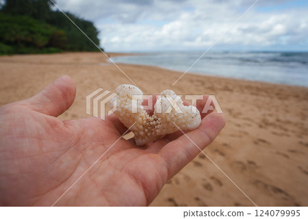 A hand holds a piece of white coral with a sandy beach, lush green vegetation, and gentle ocean waves under a partly cloudy sky in Hawaii. 124079995
