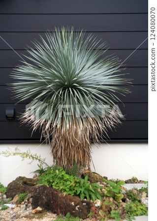 花園中的絲蘭 124080070