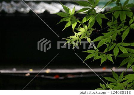 黑色的屋頂瓦片和綠色的楓樹 黑色的屋頂瓦片和綠色的楓樹 124080118