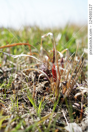 Horsetail bathing in spring light 124080127