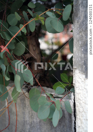Eucalyptus tree and white fence 124080151