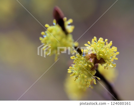 Dankobai (Dankobai) begins to bloom in the rainy and cold month of March. 124080161