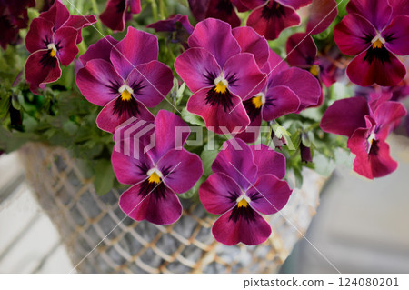 盆栽紫羅蘭花、三色堇花 124080201