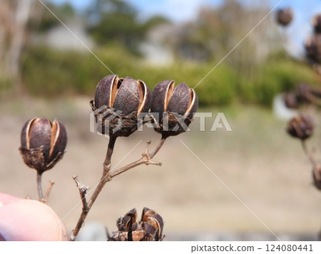 Crape myrtle fruit: fruit shell 124080441
