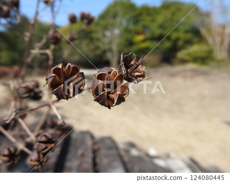 Crape myrtle fruit: fruit shell 124080445
