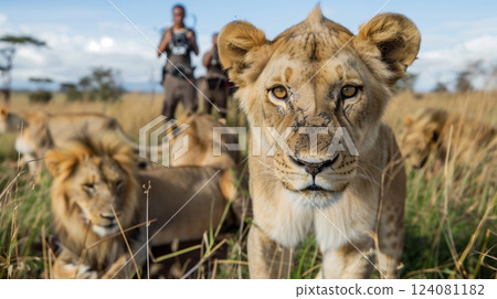 Biologists in a savanna study lion pride behavior, revealing insights into social dynamics and communication. Biologists in a savanna study lion pride behavior, revealing insights into social dynamics and communication. 124081182