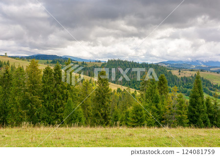 forest in mountain landscape with cloudy sky. rolling scenery. beautiful nature travel background. scenic view of alpine countryside. coniferous trees on the hill in early autumn 124081759