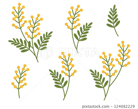 Mimosa illustration material set Mimosa illustration material set 124082229