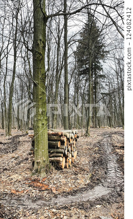 Logs of felled trees lie on the ground in fallen leaves in the forest. Sanitary felling of trees. Poaching in the forest. Harvesting firewood for the winter. Early spring. 124082412