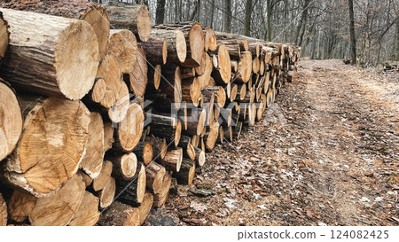 Logs of felled trees lie on the ground in fallen leaves in the forest. Sanitary felling of trees. Poaching in the forest. Harvesting firewood for the winter. Early spring. 124082425