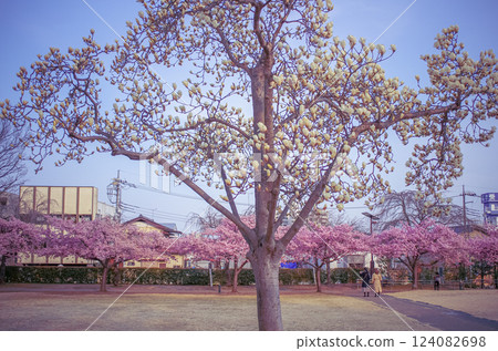 Spring at Utsunomiya Castle Park, Utsunomiya City, Tochigi Prefecture 124082698