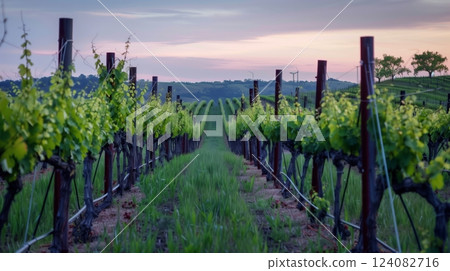 A picturesque vineyard at dusk, with grapevines casting shadows in golden twilight; a serene landscape. 124082716