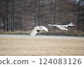丹頂鶴 124083126