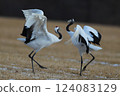 丹頂鶴 124083129