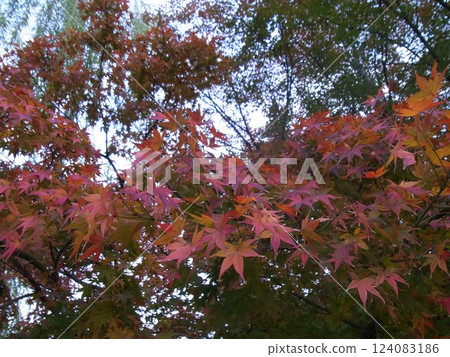 Autumn leaves Autumn leaves 124083186