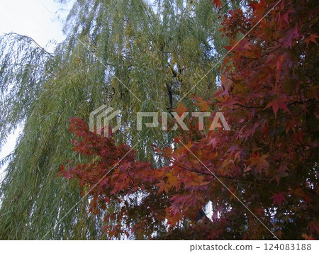 秋天的樹葉 秋天的樹葉 124083188