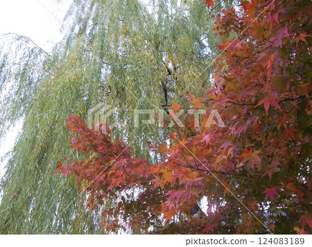 秋天的樹葉 124083189