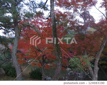 Autumn leaves 124083190