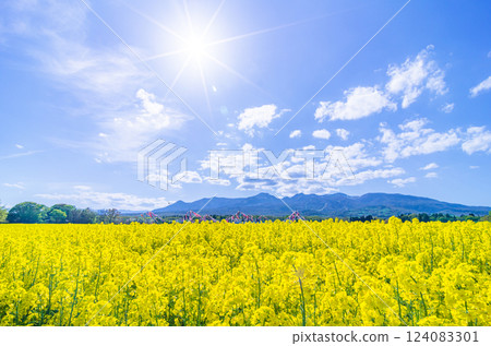 Heartful Farm rapeseed field in Nasu Town, Tochigi Prefecture Heartful Farm rapeseed field in Nasu Town, Tochigi Prefecture 124083301