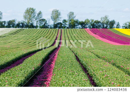 Scenic view rows green stems agricultural machine Dutch flower field cutting tulips buds bulbs growth Netherlands Europe. Machinery plant seedling production business technology industry cultivation Scenic view rows green stems agricultural machine Dutch flower field cutting tulips buds bulbs growth Netherlands Europe. Machinery plant seedling production business technology industry cultivation 124083436