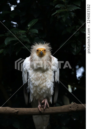 Egyptian Vulture perched on a tree looking at the camera 124083582