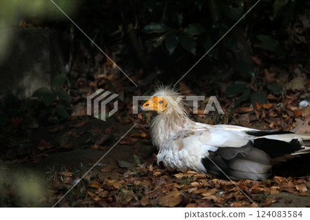 Egyptian vulture resting prone 124083584