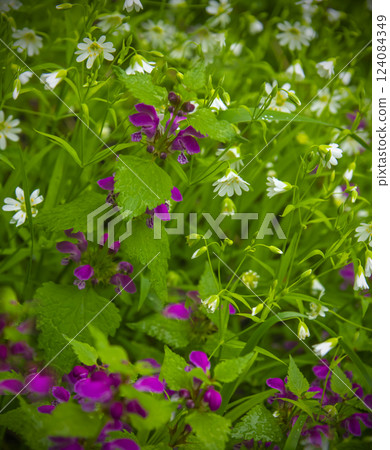 Primroses in the spring forest 124084349