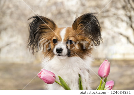 Red Chihuahua Papillon Toy Spaniel with Pink Tulips. Spring Photoshoot Red Chihuahua Papillon Toy Spaniel with Pink Tulips. Spring Photoshoot 124084521
