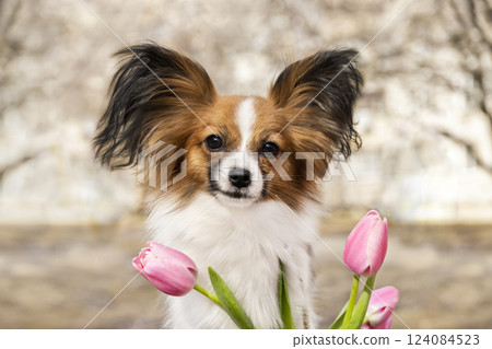 Red Chihuahua Papillon Toy Spaniel with Pink Tulips. Spring Photoshoot 124084523