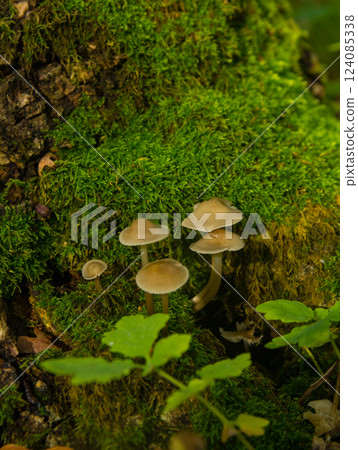 Inedible mushrooms grow in the hollow of an old oak 124085338