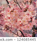 Cherry blossoms in full bloom 124085445