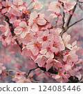 Cherry blossoms in full bloom 124085446