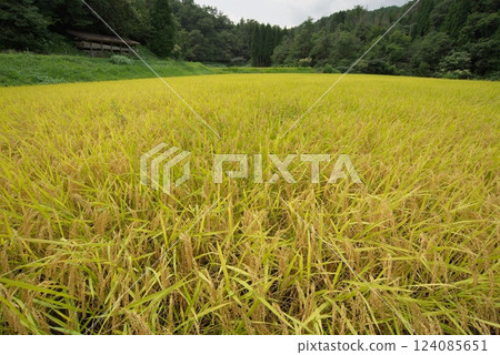 Golden ripe rice (Nita District) Golden ripe rice (Nita District) 124085651
