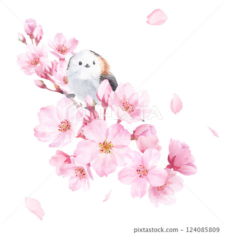 春天的花朵：櫻花和小鳥（長尾山雀）的水彩插圖。特寫。剪貼畫（透明背景） 124085809