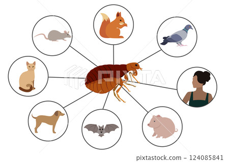 Flea Infestation, Exploring Common Hosts and Transmission to Humans Flea Infestation, Exploring Common Hosts and Transmission to Humans 124085841