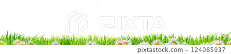 spring grass with daisy flowers isolated on white background 124085937