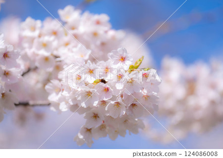 [Cherry Blossoms] Asahifuna River, Cherry Blossoms along the Funa River and the Blue Sky [Toyama Prefecture] 124086008